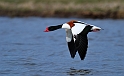 Shelduck flying - E